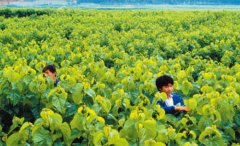 申请深圳市光明新区经济发展专项资金农业发展资助指南