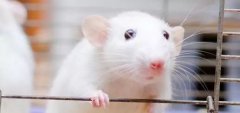 关于开展上海2018年度实验动物许可证年检通知