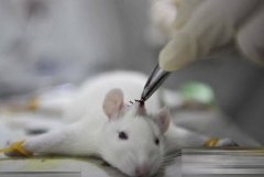 申报上海2019年度“科技创新行动计划”实验动物研究领域项目通知